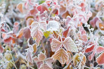 first frost and leaf