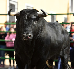 toro negro en españa