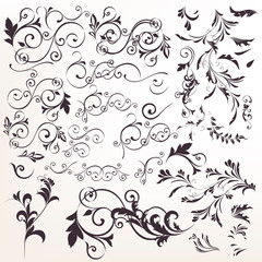 Big collection of vector calligraphic flourishes for design