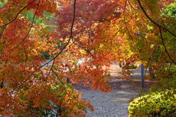 日本庭園の秋の紅葉
