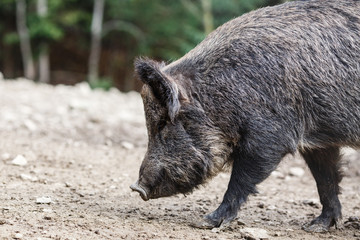 Wild pig in the summer forest