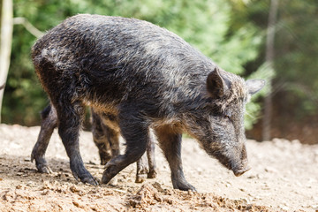 Wild pigs in the summer forest
