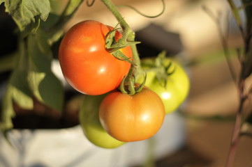 tomatoes on the vine