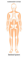 Human skeletal system