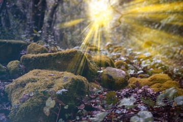 path with moss and sunbeams 