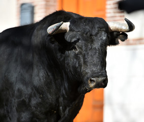 toro en españa