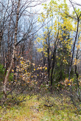 Deep autumn in forest on Russian Nord