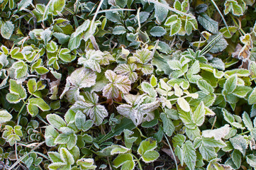 first frost and leaf