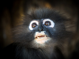 Face of dusky Langur (Spectacled Langur) (Trachypithecus obscurus)
