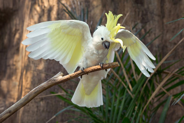 Sulfur-crested cockatoo (Cacatua galerita) on a branch.