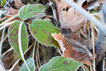 first frost and leaf