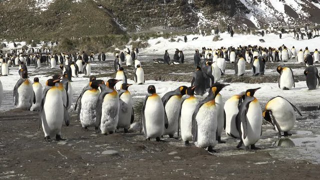 A group of king penguins walk around in a colony on Salisbury Plain on South Georgia in Antarctica