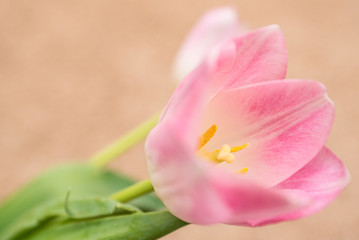 pink tulip on green background