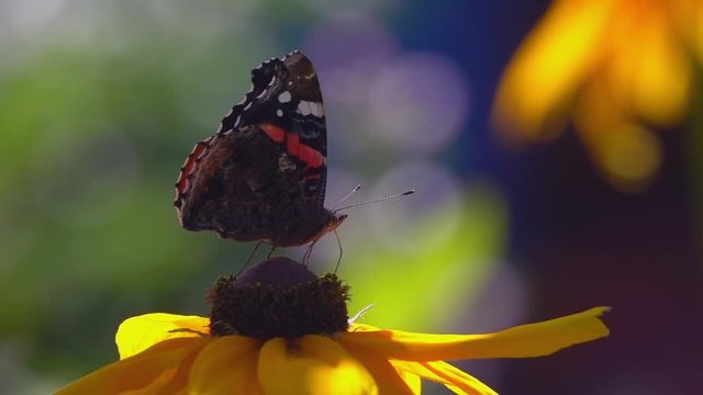 Close up shot of monarch butterfly sitting on yellow rudbeckia flower, drinking fresh nectar and then flying away. Beautiful slow motion video clip of colorful nature.
