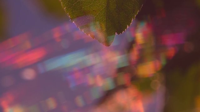 Vivid colorful blurred threads of cobweb swinging in the wind and blinking many multicolored sparkles at sunrise/or sunset hours. Attractive panoramic nature background in slow motion.
