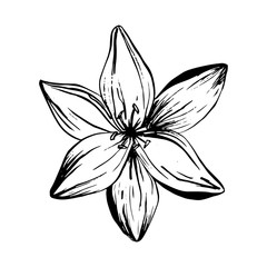 Hand drawn lilies flowers isolated on a white background. Lily Flower. Vector illustration for tattoo sketch, floral background, greeting card, wedding invitation , birthday, mother's, Valentine's Day