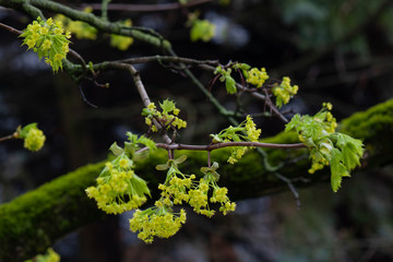 Branch of green maple