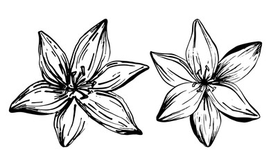Hand drawn lilies flowers isolated on a white background. Lily Flower. Vector illustration for tattoo sketch, floral background, greeting card, wedding invitation , birthday, mother's, Valentine's Day