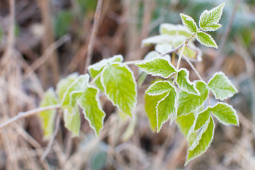 first frost and leaf