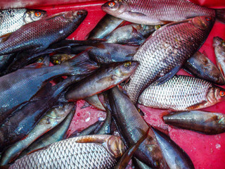 River fish in red box