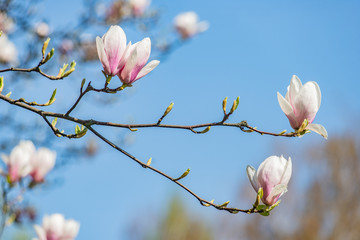 magnolia tree
