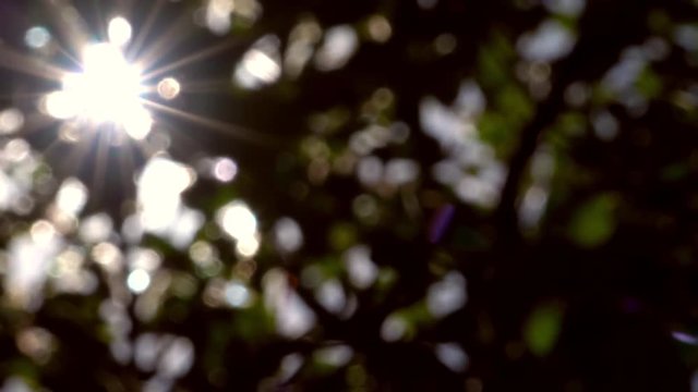 High resolution beautiful blur background with flashing sun through dark foliage and multicolored lens flare. Attractive concept natural background for your creative idea. 4K format
