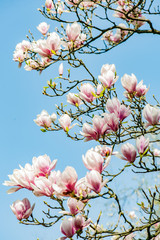 pink magnolia flowers on background of blue sky