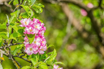 pink flowers in the garden