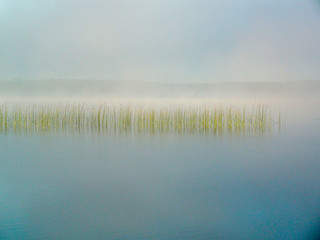 reeds in the fog in the morning on the lake