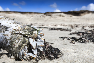 Nature everywhere:  group of some sea shells stucking on a plastic flacon coastline in low tide, Brittany, France