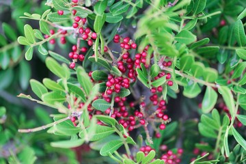 Red berries of a mastic bush (Pistacia lentiscus)