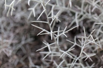 Branches of a spiny broom (Calicotome villosa)