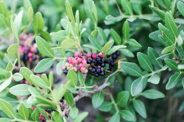 Red berries of a mastic bush (Pistacia lentiscus)
