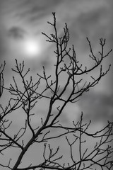 Simple blach and white shot in hdr about a tree on a cloudey day, with sun Torocko, Romania