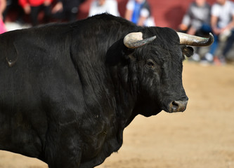toro negro en españa