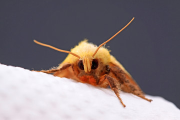 moth in the white background