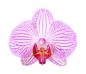 Fototapeta na wymiar Close-up of beautiful Orchid flower on white background. phalaenopsis