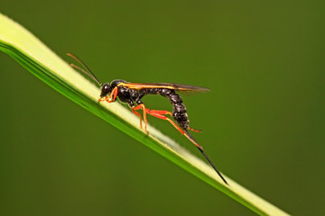 ichneumon wasp on green leaf in the wild