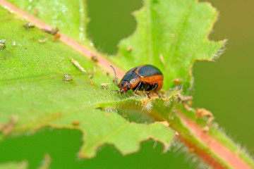 beetle in green grass