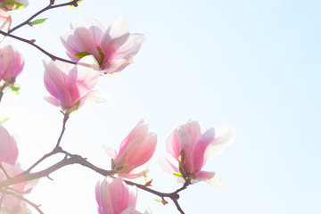 Beautiful light pink Magnolia flowers on blue sky background. Toned image
