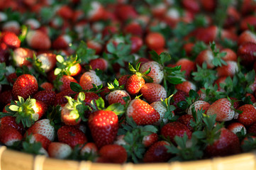 strawberries in a basket