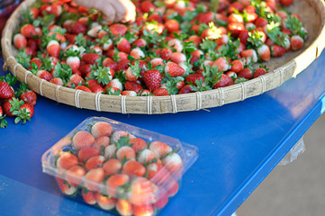 wild strawberry on a branch
