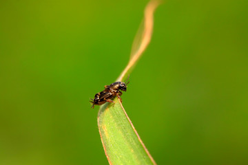 Fleas cricket