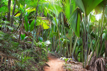 Footpath in The Vallee De Mai palm forest ( May Valley),  island of Praslin, Seychelles
