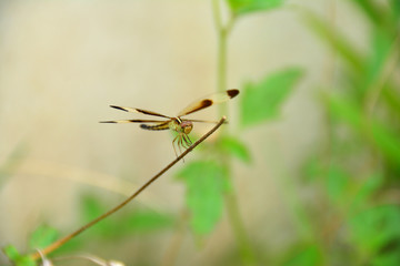 Dragonfly on the grass branch