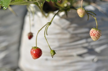 wild strawberry on a branch