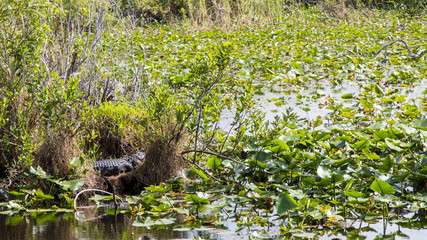 everglades national park