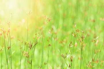 grass field background / Green meadow grass growing on nature green Background - flower grass blossoming Spring bright day