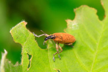 weevil
