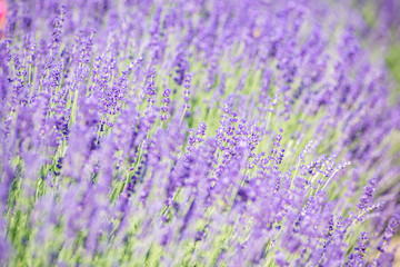 Fototapeta na wymiar lavender flower field in provence france